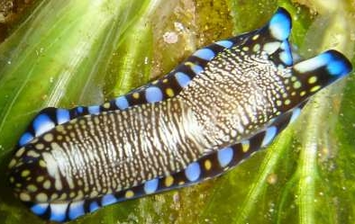 Photo: B. & S. Koretz, See it in the Sea Slug Forum